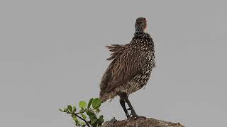 Yellow necked Spurfowl / Gelbkehlfrankolin Yellow necked Spurfowl / Gelbkehlfrankolin
calling / rufend
