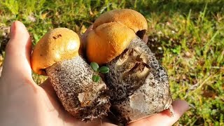 Неожиданно удачный поход за грибами 27.08.22 (часть 3)