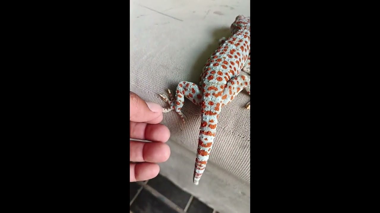 Catch and Play Scary Giant Gecko, I'm not afraid | Gecko | Insect | Animals 