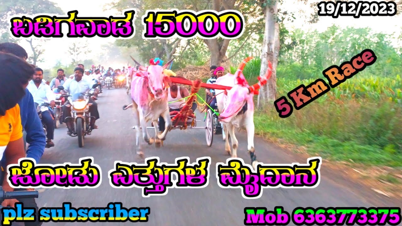 ಬಡಿಗವಾಡ ಜೋಡು ಎತ್ತುಗಳ 15000 ಜನರಲ್ ಮೈದಾನ 2023 | Badigwad General Bullcart Race 15000
