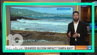 Will this latest massive seaweed bloom impact Tampa Bay?