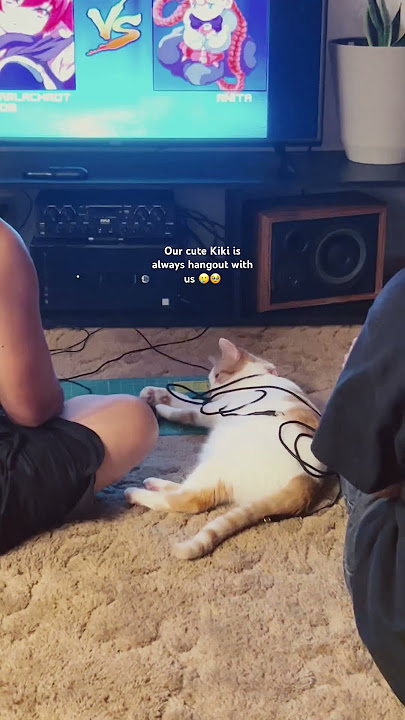 Kiki is so cute ☺️ #cutecat