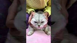 Cat Grooming 💅🏼