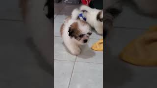 Puppies Playing Compilation (Shihtzu X MalteseCoton)