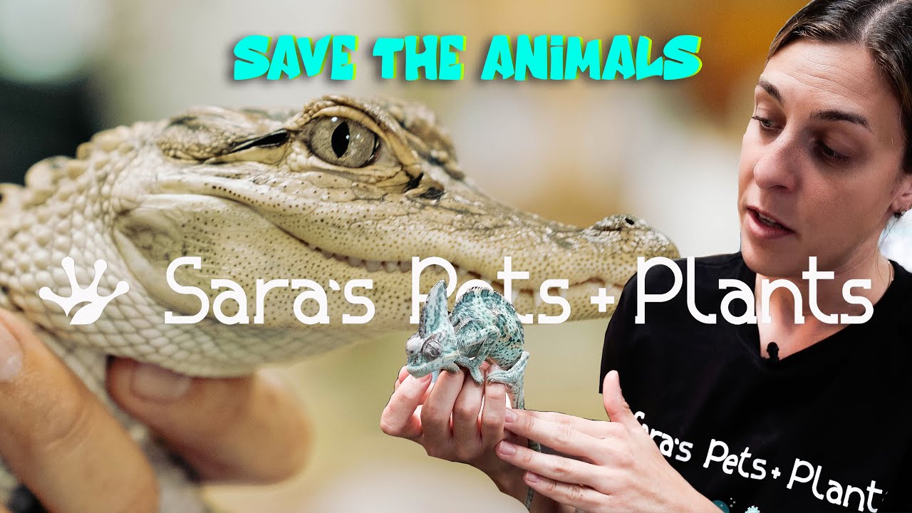 Walkthrough Sara's Pet Store in Pittsburgh - YouTube
