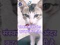 संस्कार तू मेरे अंदर कुट कुट के पड़ी है। #funny #comedy #pets #cat #entertaininganimals #funnycat