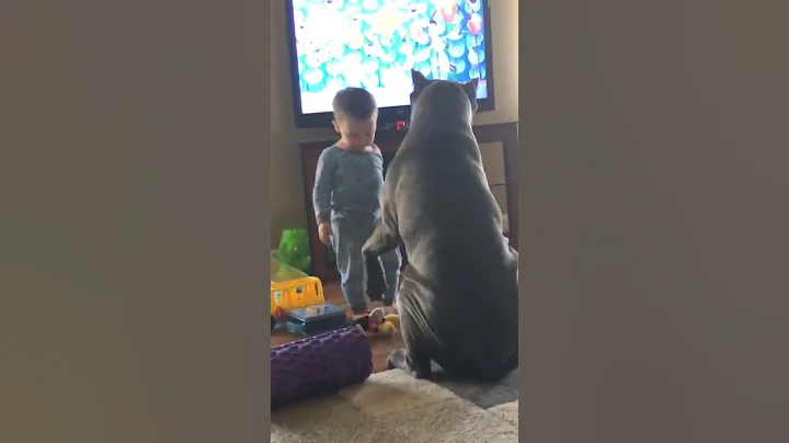 Cane Corso is watching a movie with toddler and shows him some affection!