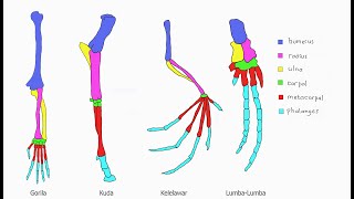 Homologi Organ Sebagai Dasar Klasifikasi Hewan