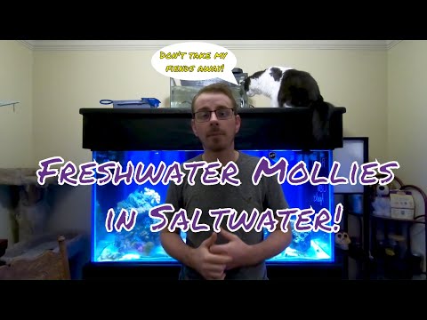 Fresh Water Mollies In A SALT WATER Aquarium!!! Salty&rsquo;s Reef Project