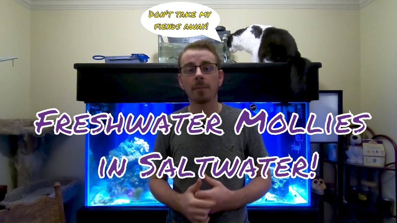 Fresh Water Mollies In A SALT WATER Aquarium!!! Salty's Reef Project YouTube
