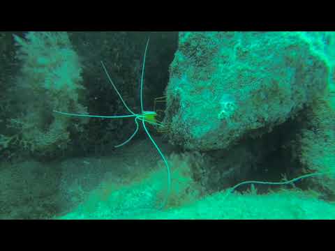 Dancing Cleaning Shrimp camera iphone 8 plus apk