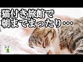 【知っトク!!】猫好きだけど飼うことができない人必見!!　可愛いすぎる猫ちゃんと一緒に泊まれる新感覚の猫付き旅館!!  ≪気になる雑学≫