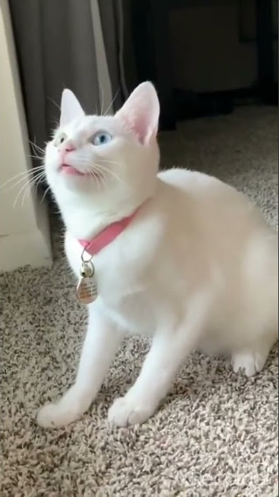 billi | bhilai wala | bhilai cartoon | billi wala cartoon | bhilai wala video |cat #billi #cat #like