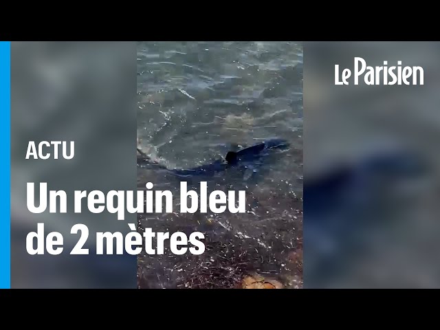 Var : les requins bleus sont-ils un danger pour l'homme ?