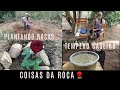 PLANTEI MUDAS DE ROSAS🌹🌹| FIZ TEMPERO CASEIRO NO PILÃO DE PAU!