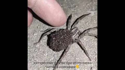 Супергерой среди пауков!