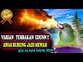 Masteran Burung Termewah - Masteran Mewah Untuk Burung Murai dan Murai