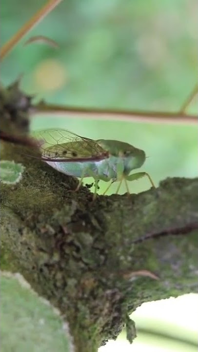 'tongerek', serangga pemecah kesunyian hutan
