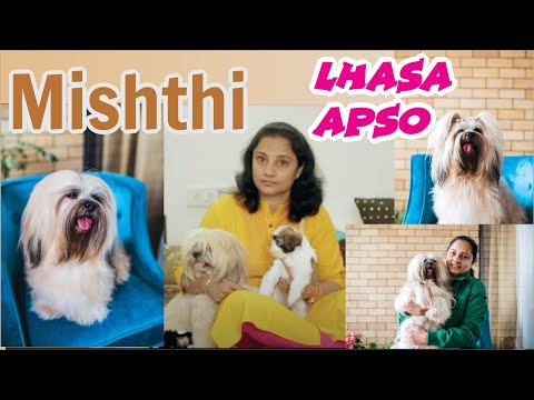 dog care courses Lhasa Apso Female dog - Mishti| Pet Parent | Dog Lover Priya Malhotra