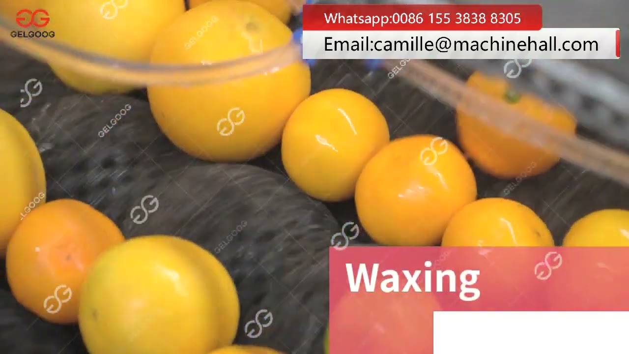 Orange Washing Drying Waxing Grading Machine
