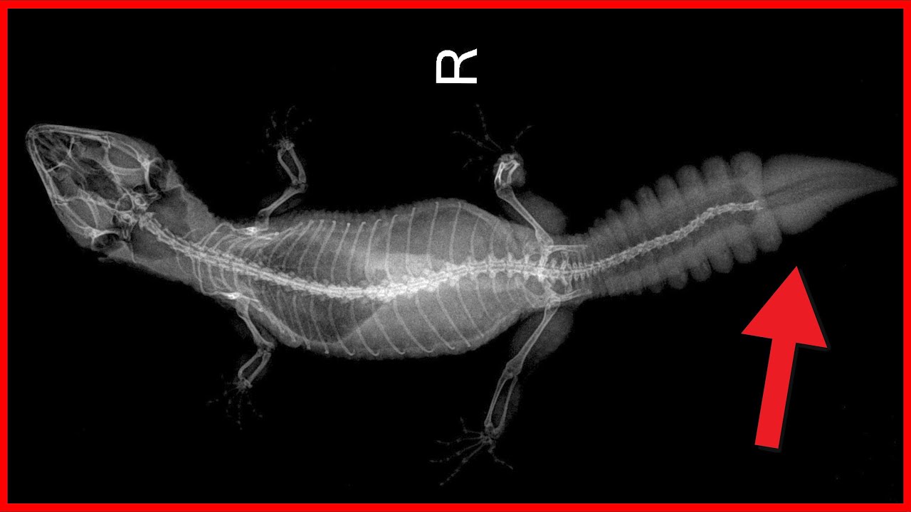 Reptile Vet Visits What to Expect YouTube