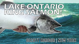 Lake Ontario King Salmon. Olcott, NY. King salmon and steelhead action!