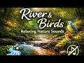 Peaceful River Sounds &amp; Birds Singing 🌿 3 Hours of Relaxing Nature for Deep Sleep