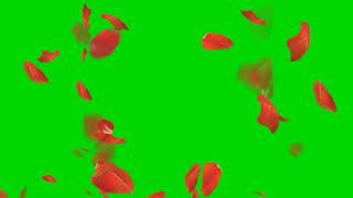 Rose petals falling down cute green screen effect