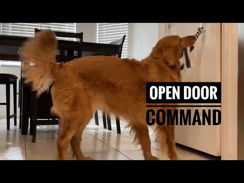 Video: Mohou psi používat své tlapky k otevření dveří?
