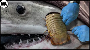 ¿A qué temen los tiburones?