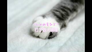 中日歌詞】きのこ帝国 - 猫とアレルギー - YouTube