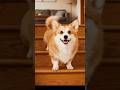 POV: Corgi Booty - Instant Mood Booster!#funnydog #shorts