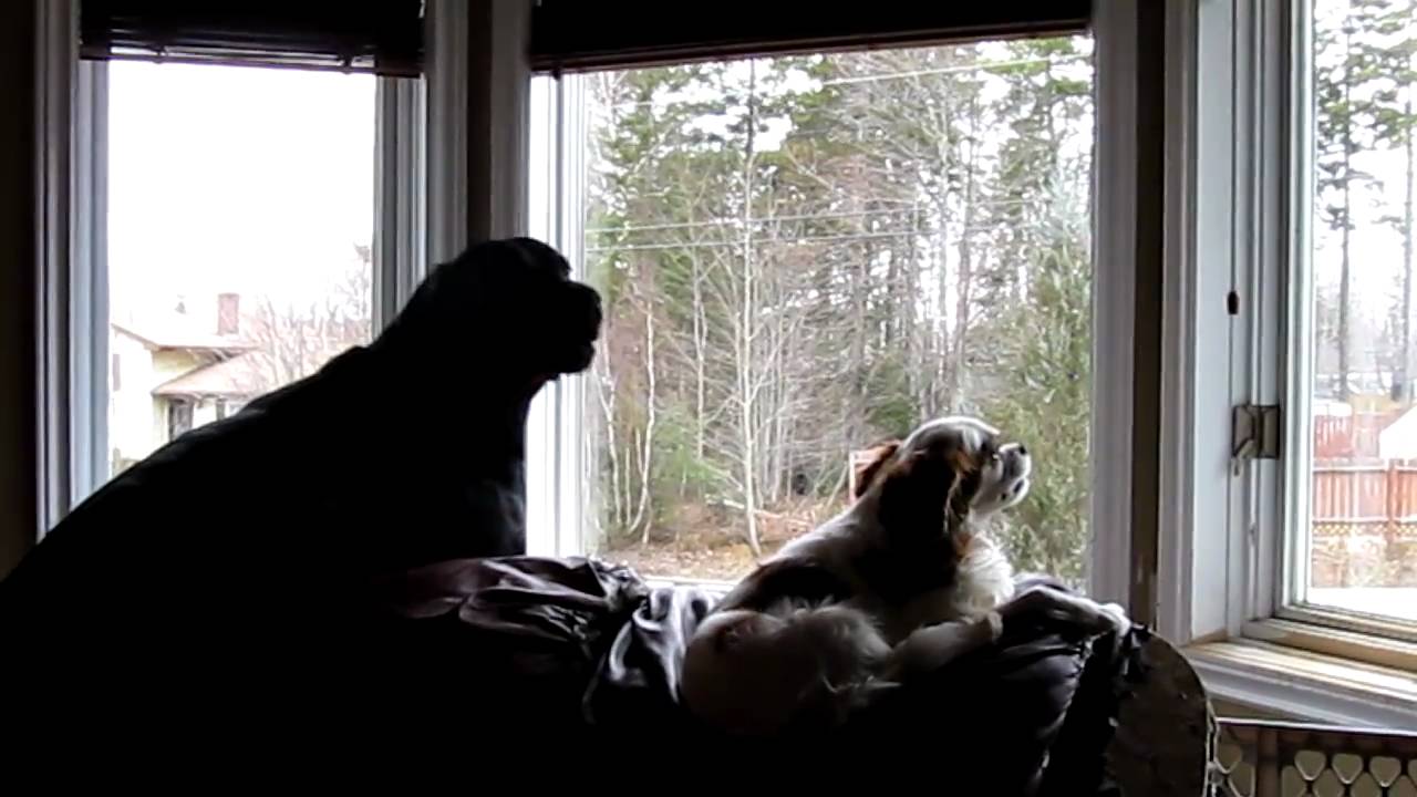 Rottweiler vs King Charles Spaniel, Howling contest. - YouTube