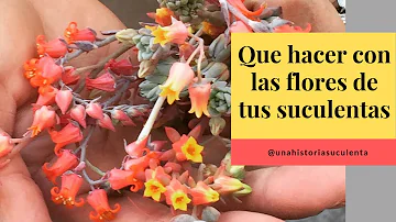 O que fazer com as flores das suculentas?