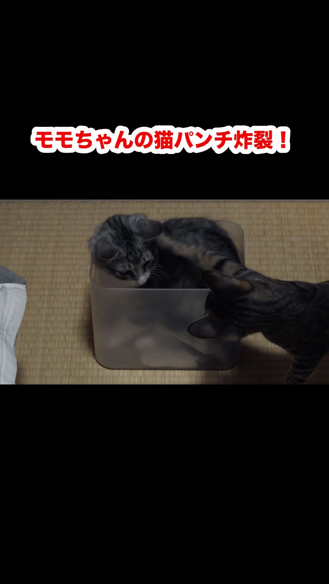 モモちゃんの猫パンチ炸裂！ #猫 #cat #ねこ #fx30 - YouTube