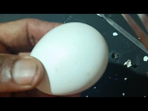 My first try to peel raw egg SMR