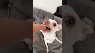 Niki likes bite the Kuchi Kuchi man🤣 Net Worth