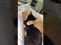 Lovely Cats Hugging Each Other Funny Cat Videos 