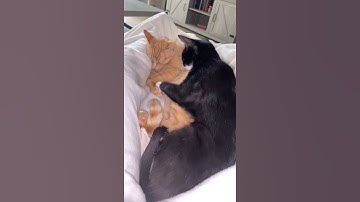 Lovely Cats Hugging Each Other - Funny Cat Videos 🐾