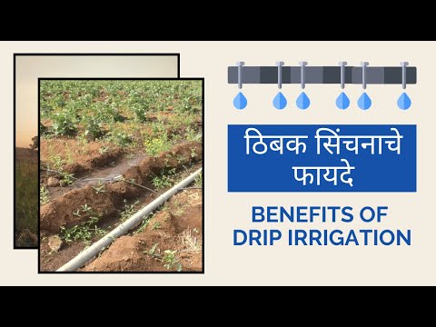 ठिबक सिंचनाचे फायदे | Drip Irrigation Explained (Benefits, Cost, Subsidy) | With Eng. Subtitles