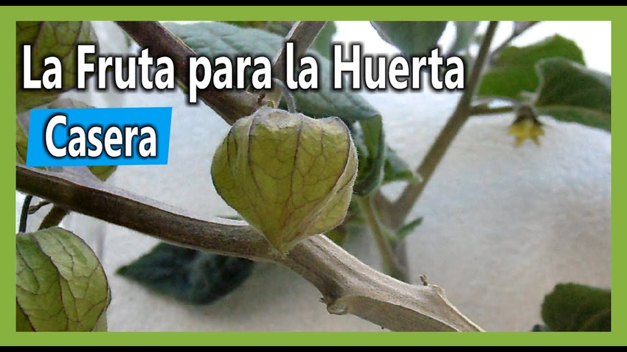 Como sembrar Uchuva / Uvilla en Huerta Casera