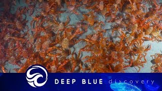 Thousands of crabs migrating across the ocean floor