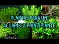 LAS MEJORES PLANTAS PARA TU PRIMER ACUARIO | PLANTAS ACUATICAS | AcuariosLP