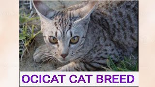 OCICAT CAT BREED, FRIENDLY, PLAYFUL, AFFECTIONATE, CUTEST CATS, ANIMALS LOVERS,  MUST WATCH VIDEO