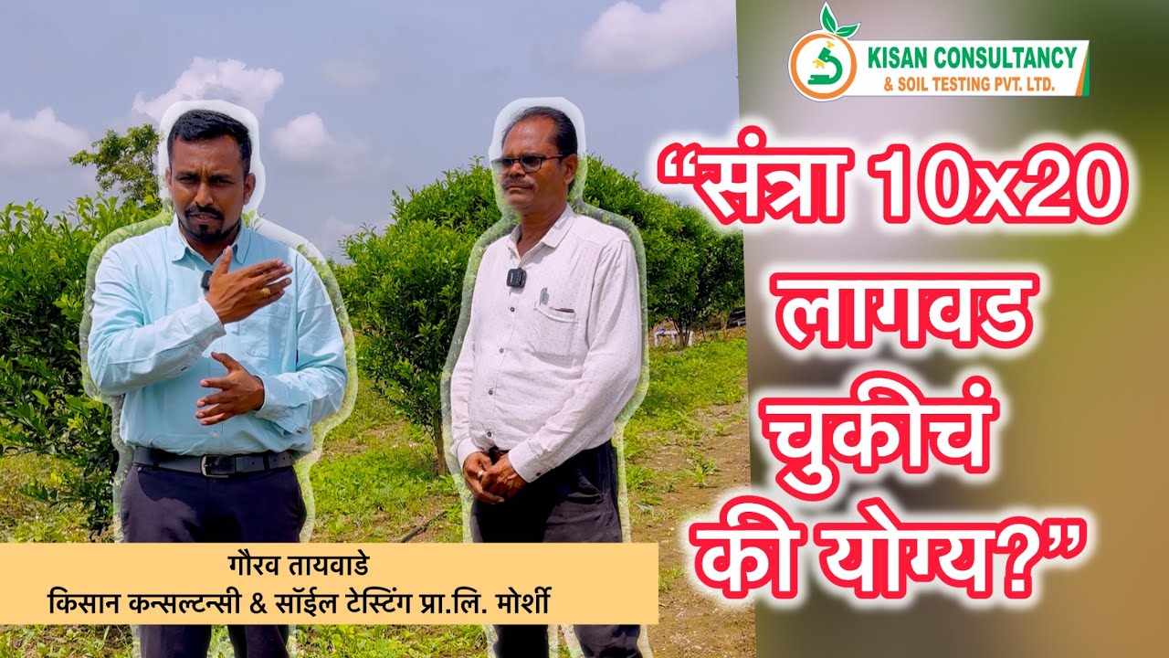 “संत्रा लागवड 10x20: चुकीचं की योग्य?”