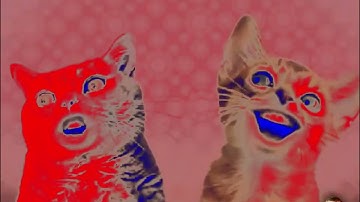 Preview 2 Numa Cat 3 Effects Preview 2 Numa Cat 2022 Effects