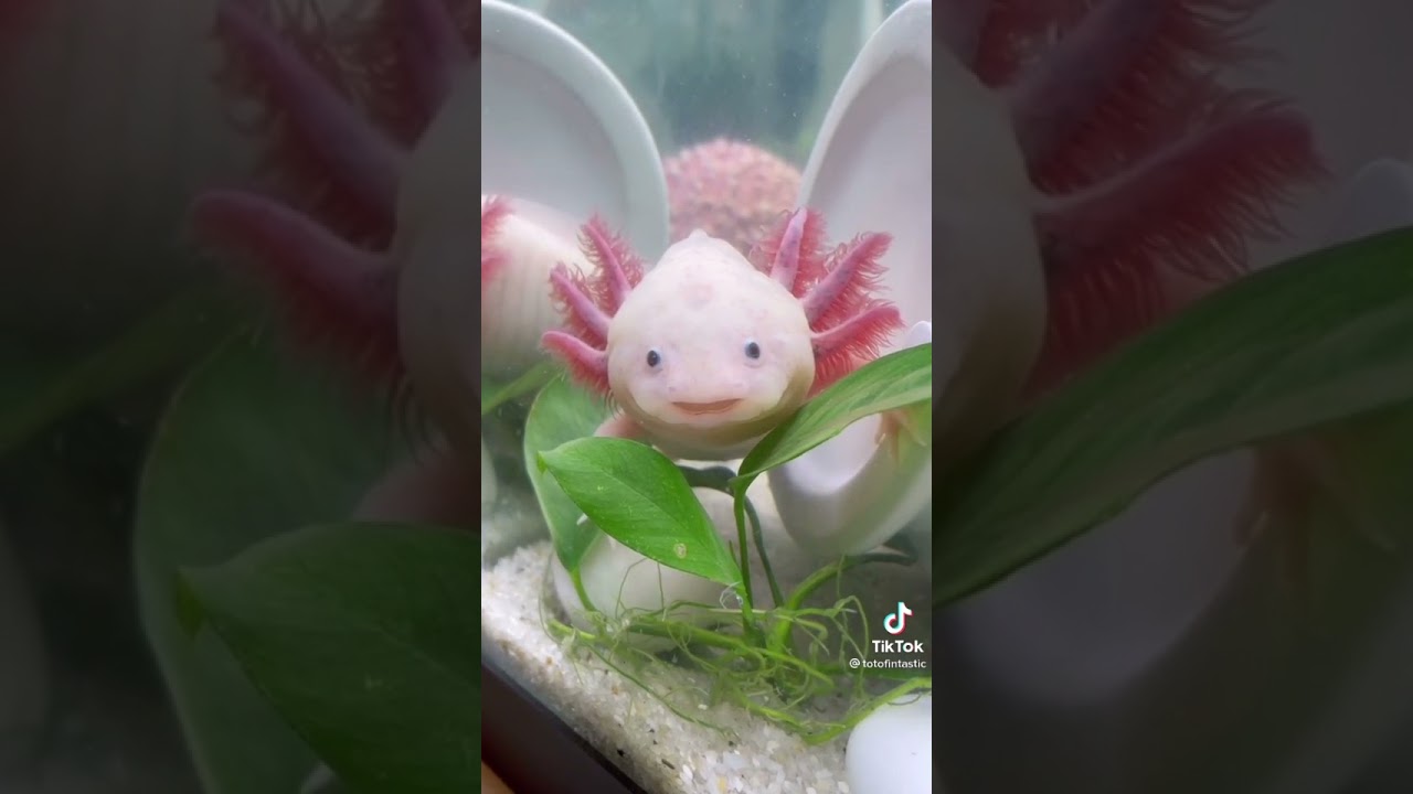 #Axolotl