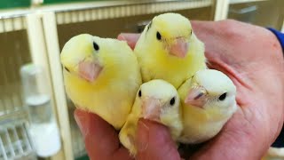 2024 09 Junge Kanarienvögel werden von den Eltern getrennt