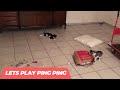 Rescue Kittens Discover Ping Pong Balls: An Emotional Journey!
