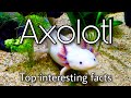 QUE HACEMOS CON AXOLOTL: Legends & Facts | Ajolote: Leyendas y Hechos | 美西钝口螈: 传说和事实 |  Аксолотль